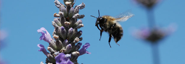 Bombus pascuorum