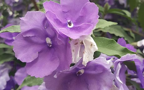 Purple flowers